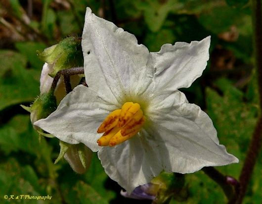 {Solanum carolinense}